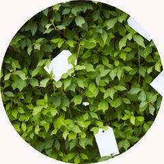 Zielone liście z etykietami
