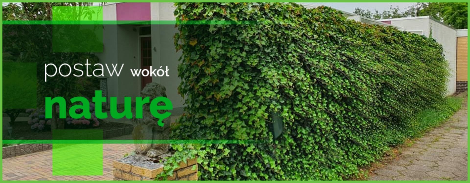 Slide A - 2 - Zakończenie żywopłotu